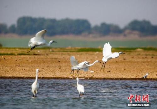 資料圖：10月4日，在江西鄱陽湖都昌馬影湖水域拍攝的白鷺。<a target='_blank'  data-cke-saved- >中新社</a>發(fā) 傅建斌 攝